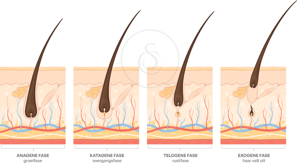Sarasin Clinic haargroei cyclus tekening